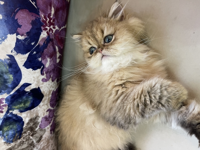 Chaton chinchilla golden CFA