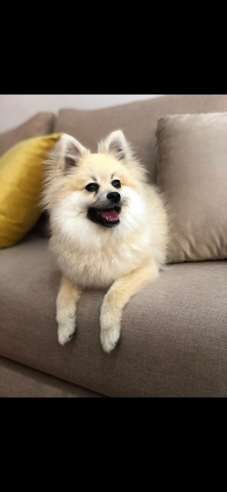 Spitz Kante à vendre