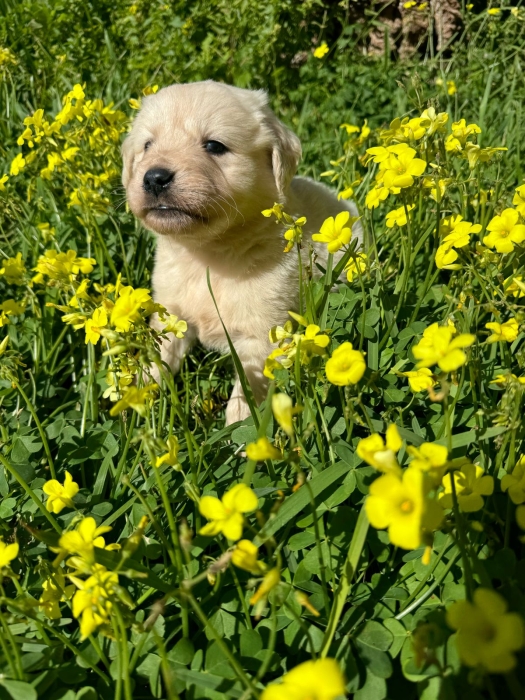 Chiots Golden Retriever mâles