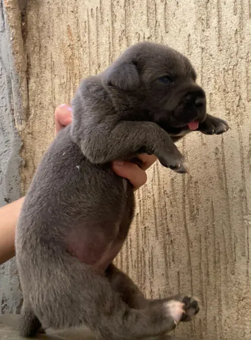 Disp chiot cane corso top d top