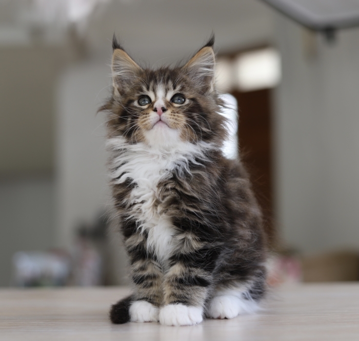 Chatons maine coon pedigree