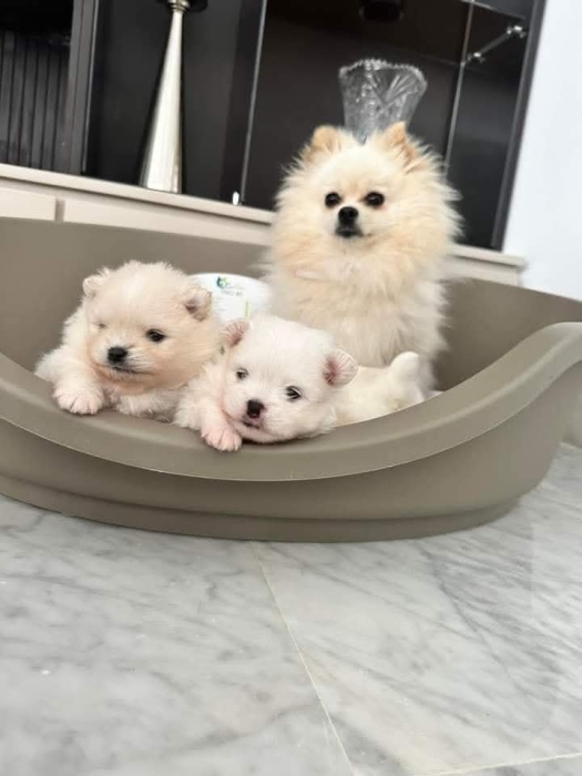 Chiots spitz nain