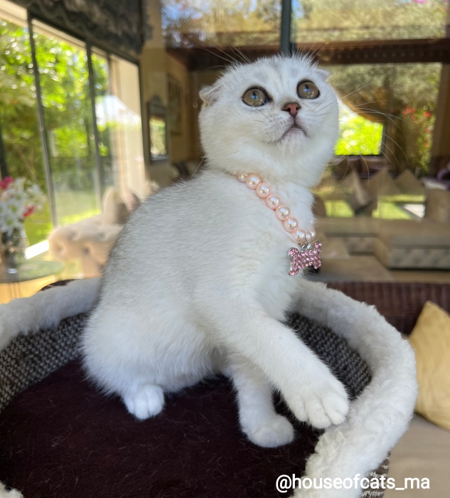 Chatons scottish straight &fold