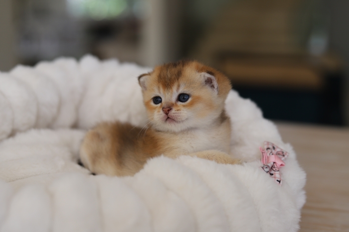 Chatons Scottish et british golden avec pedigree