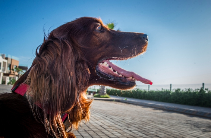 Femelle setter irlandais roux accouplement