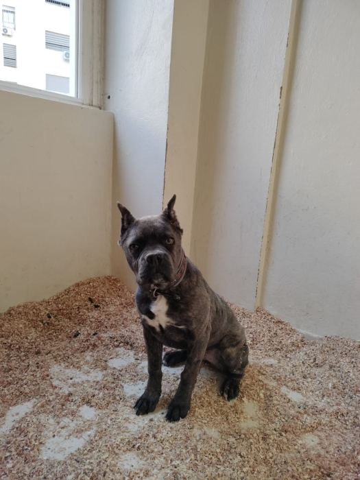 Canecorso female pedigree