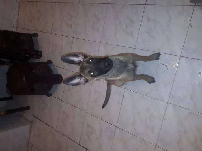 Femelle 3mois manilois