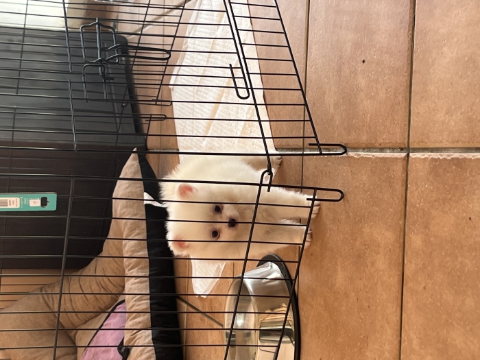 Spitz 2 mois vacciné