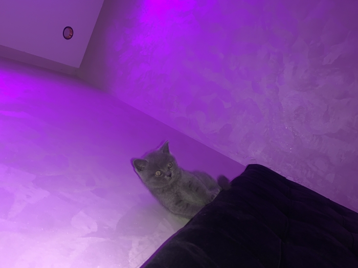 British shorthair pure race