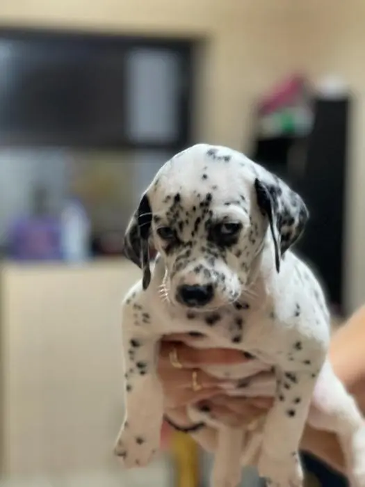 Dalmatiens