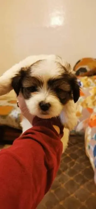 Disp mal bichon havanis ag 40 j