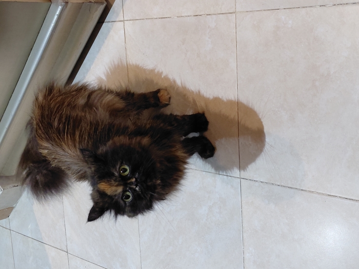 Chat femelle persan,  a céder pour depart