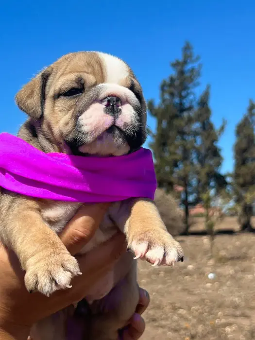 Bulldog anglais femelle 38 jours