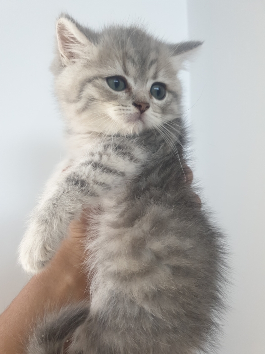 Des Chatons Scottish Straight & Fold Disponible