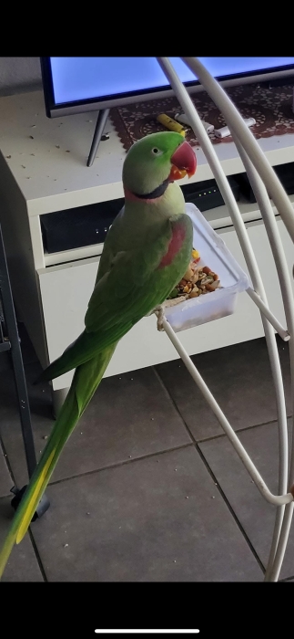 Perroquet alexandrine