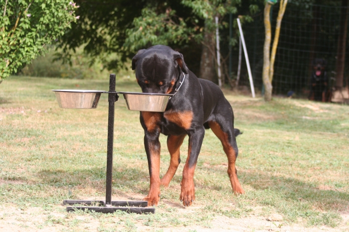 Rottweiler