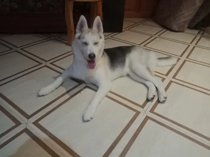 Husky