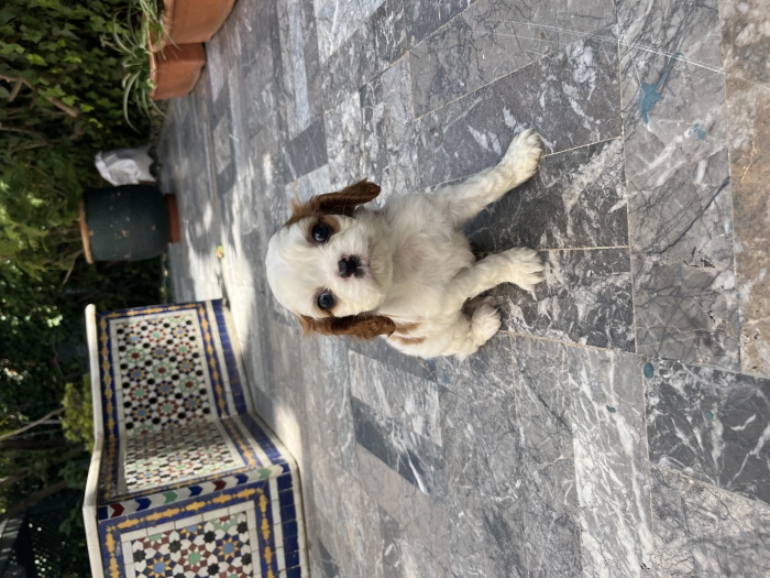 King Charles cavaliers