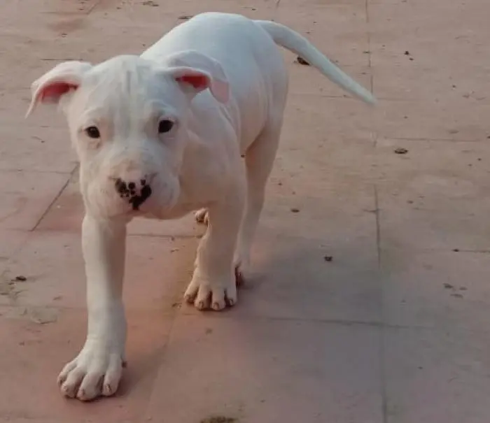 Chiots dogue argentin