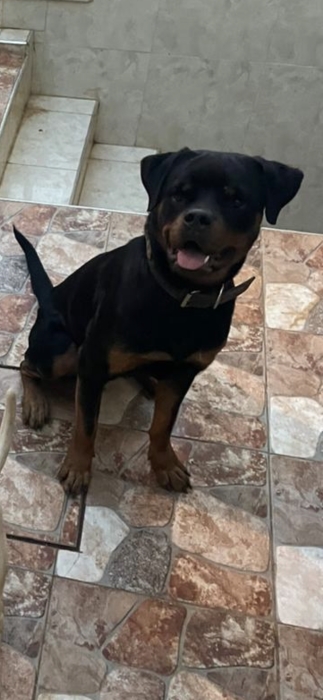 Rottweiler pedigree