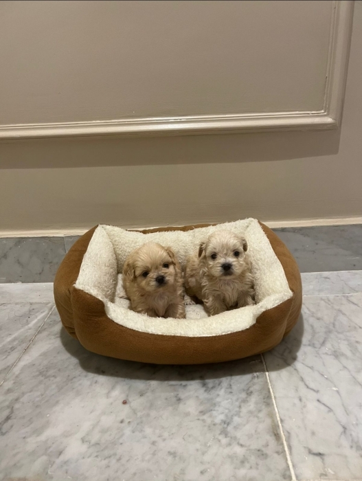 Bichon Havanais 🎊