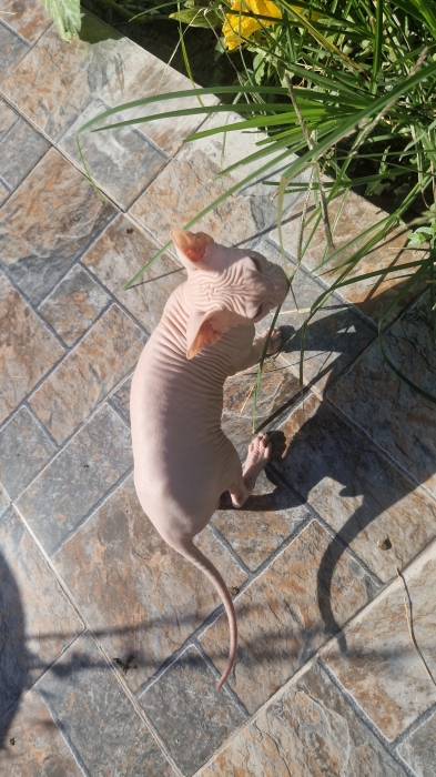 Sphynx