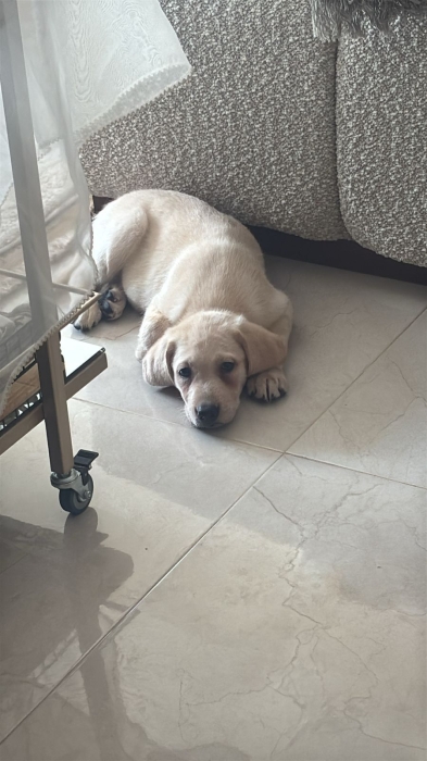 Labrador sablé pure race