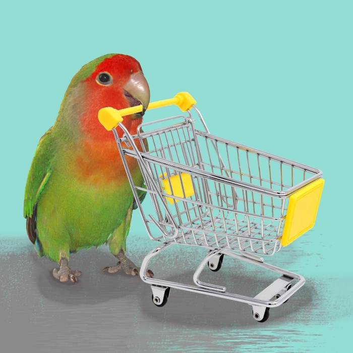 Insiparable dressé à Casablanca