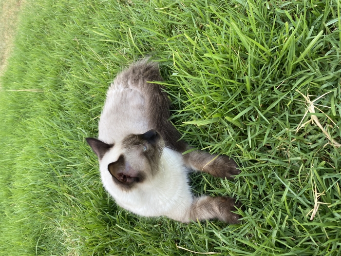 chat siamois chirazi