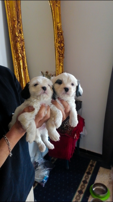 Bichon Havanais 🎊