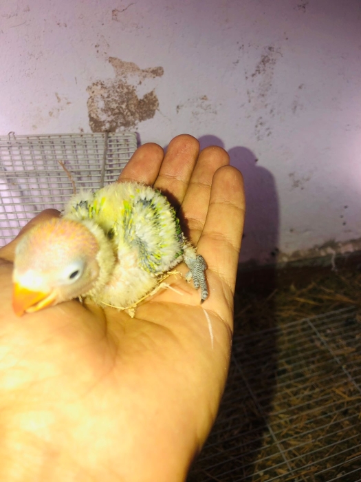 Opalend green haz lbleu