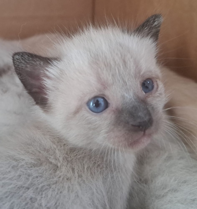 Chatons siamois himalyens