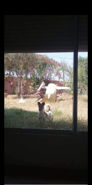 Jack Russell Terrier