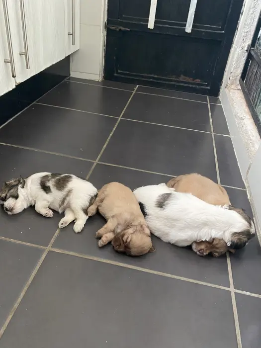 Bichons mâles et femelles de 40 jours sur Casablanca