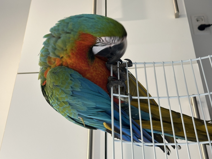 Magnifique Ara (Perroquet Ara Multicolor)