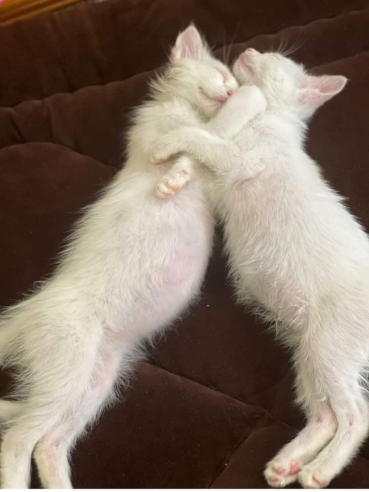 Deux chats en adoption