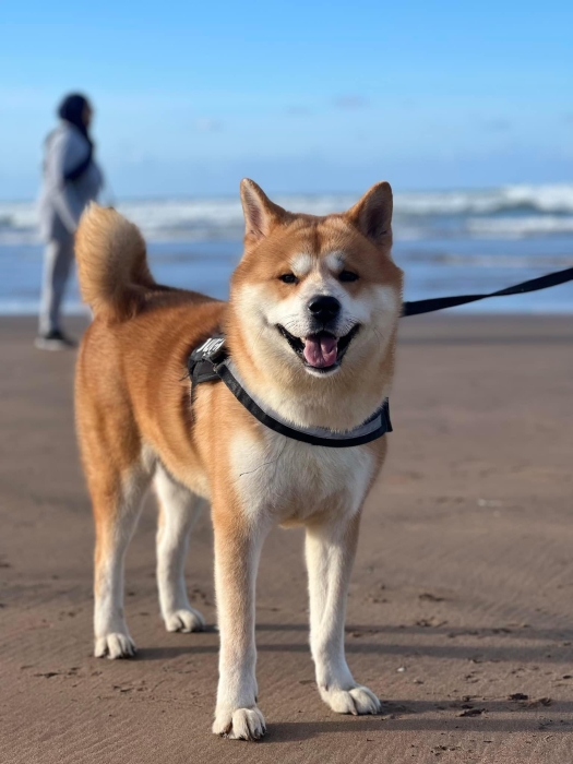 Akita inu