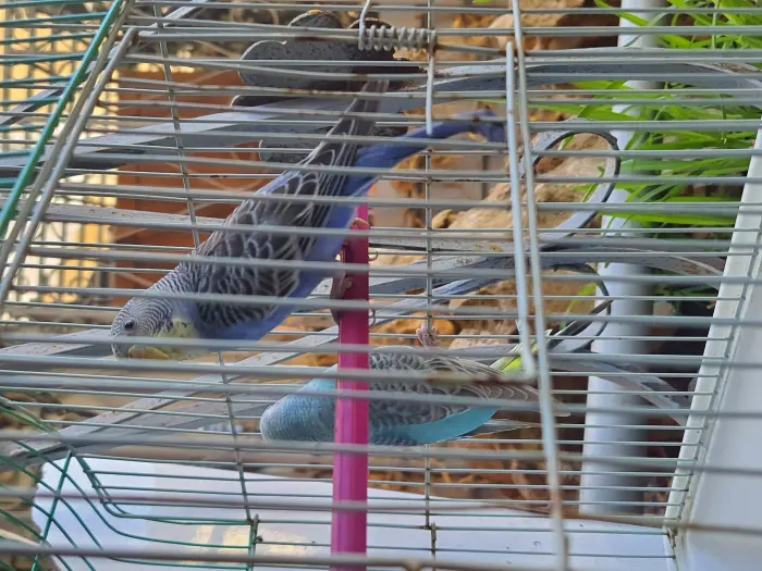 3ndi 2 netwat piruche reprise b wehda b dker piruche marhba