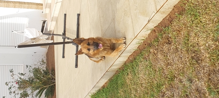 Berger Allemand adulte à donner.