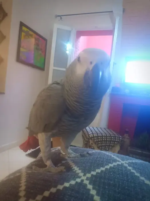 Gris du Gabon dressé