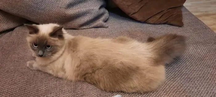 Siamois femelle à vendre