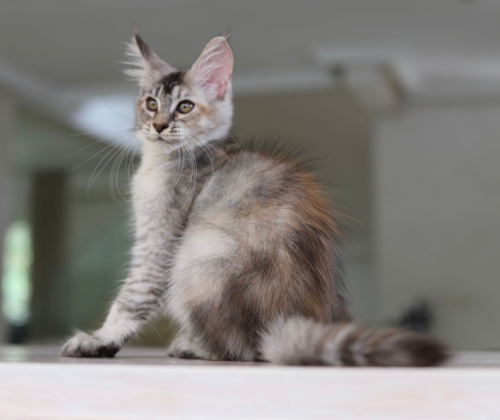 Main Coon Zephyr adoption