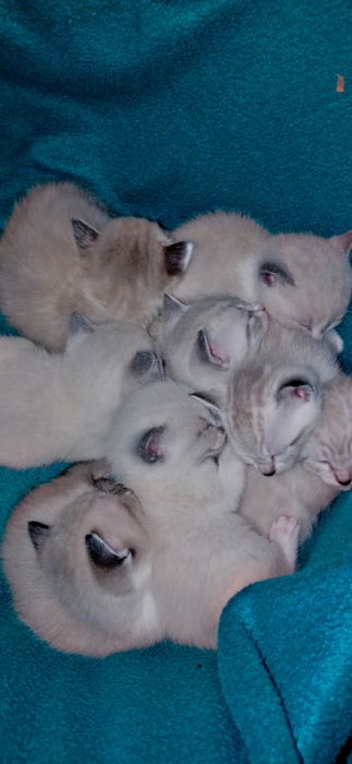 siamo tiger male et femelle