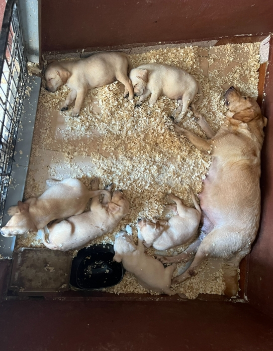 Labrador 🐾