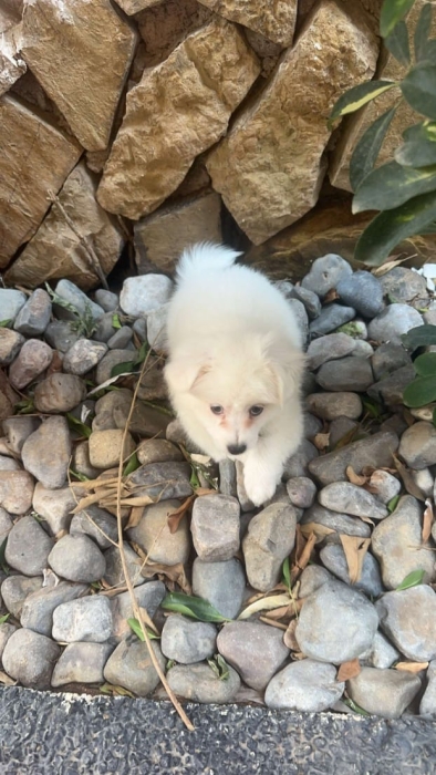 Spitz disponible