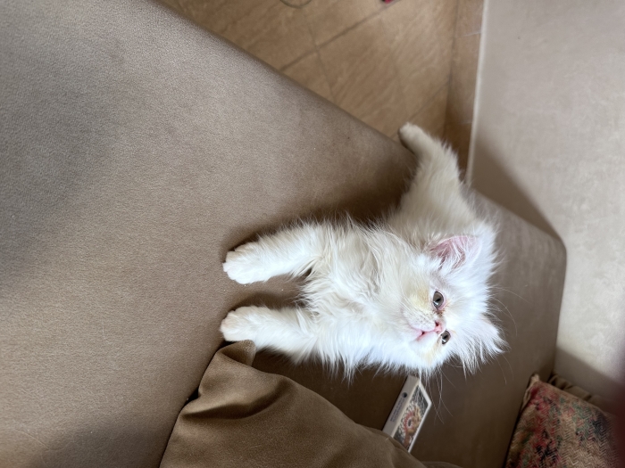 chaton persan âgé de deux mois et demi.