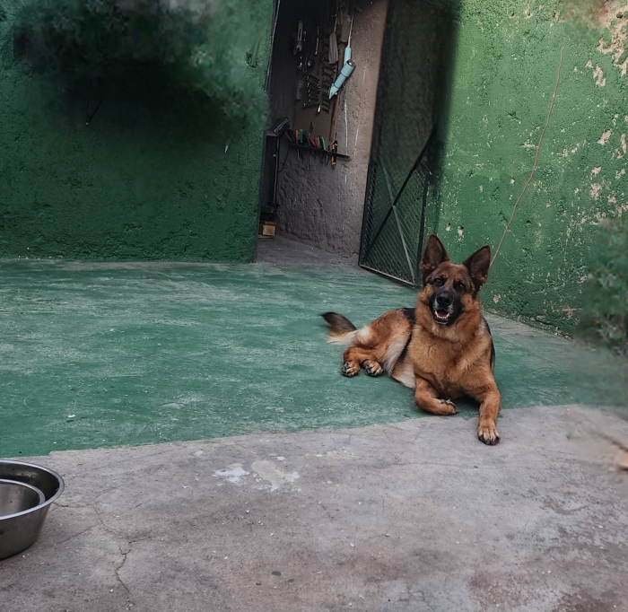 Femelle berger allemand pedigree