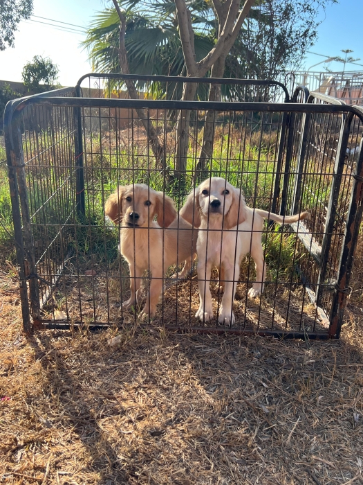 Golden retriever 🔥
