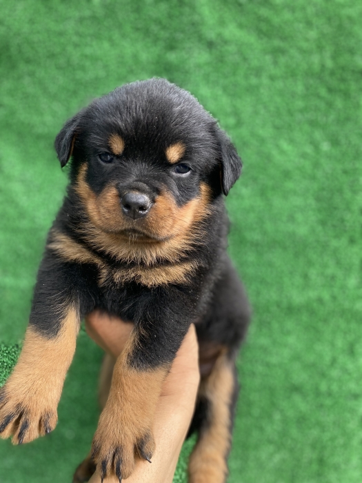 Chiot Rottweiler pedigree
