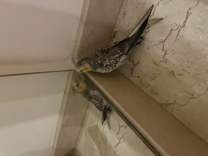 Perruche calopsitte avec cage